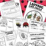 LIFE CYCLE OF A LADYBUG WORKSHEETS