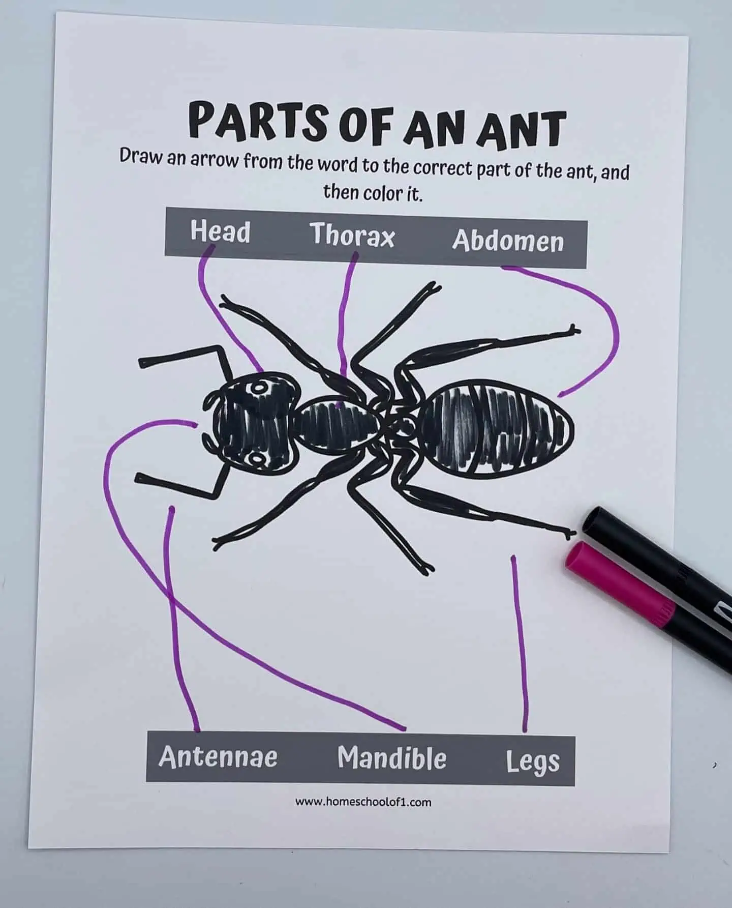 PARTS OF AN ANT