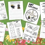 life cycle of an ant worksheets