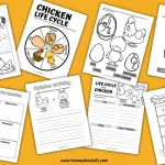 chicken life cycle worksheets