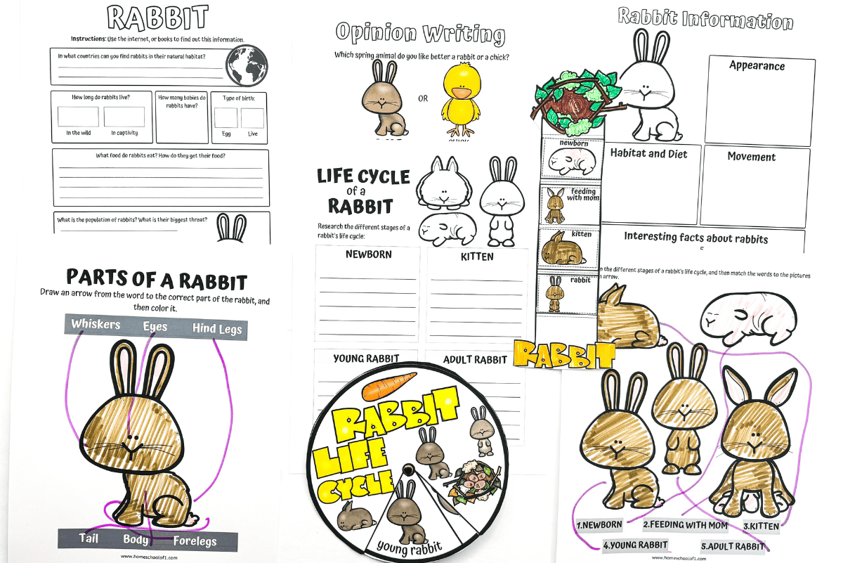 Free Rabbit Life Cycle Worksheet For Kids