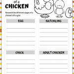 life cycle of a chicken printable