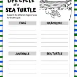 life cycle of a sea turtle