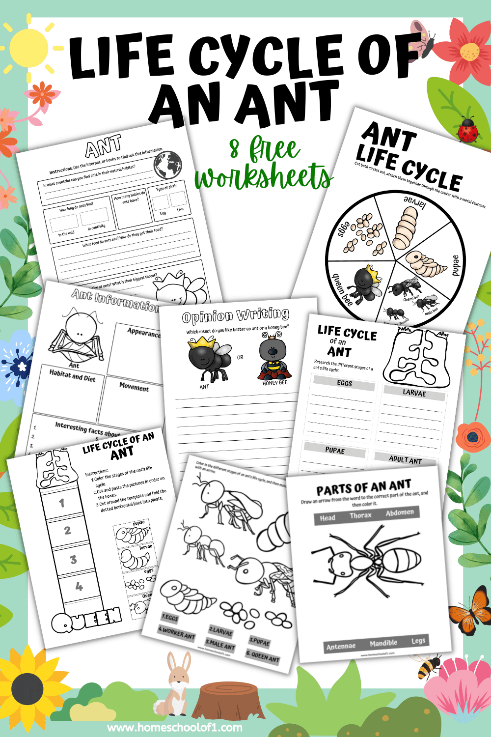 Free Ant Life Cycle Worksheets