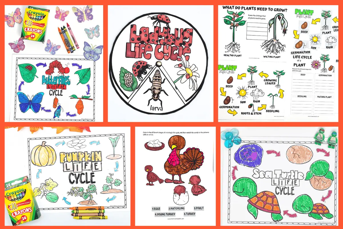 Free life cycle printables for kids including ladybug life cycle, pumpkin life cycle coloring, butterfly life cycle coloring, a sea turtle life cycle and plant life cycle