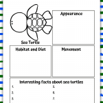 sea turtle information