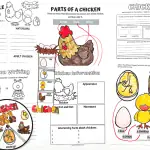 chicken life cycle worksheets free printables