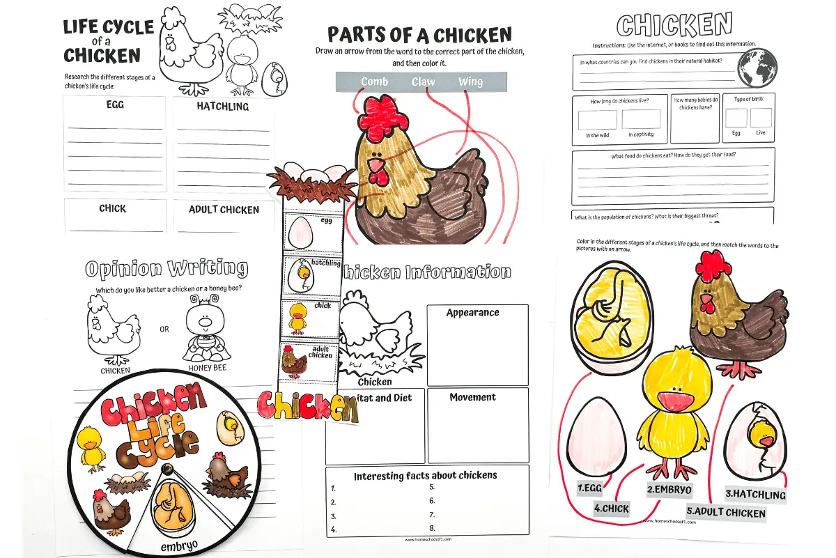 chicken life cycle worksheets free printables