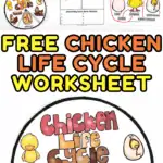 free chicken life cycle worksheet