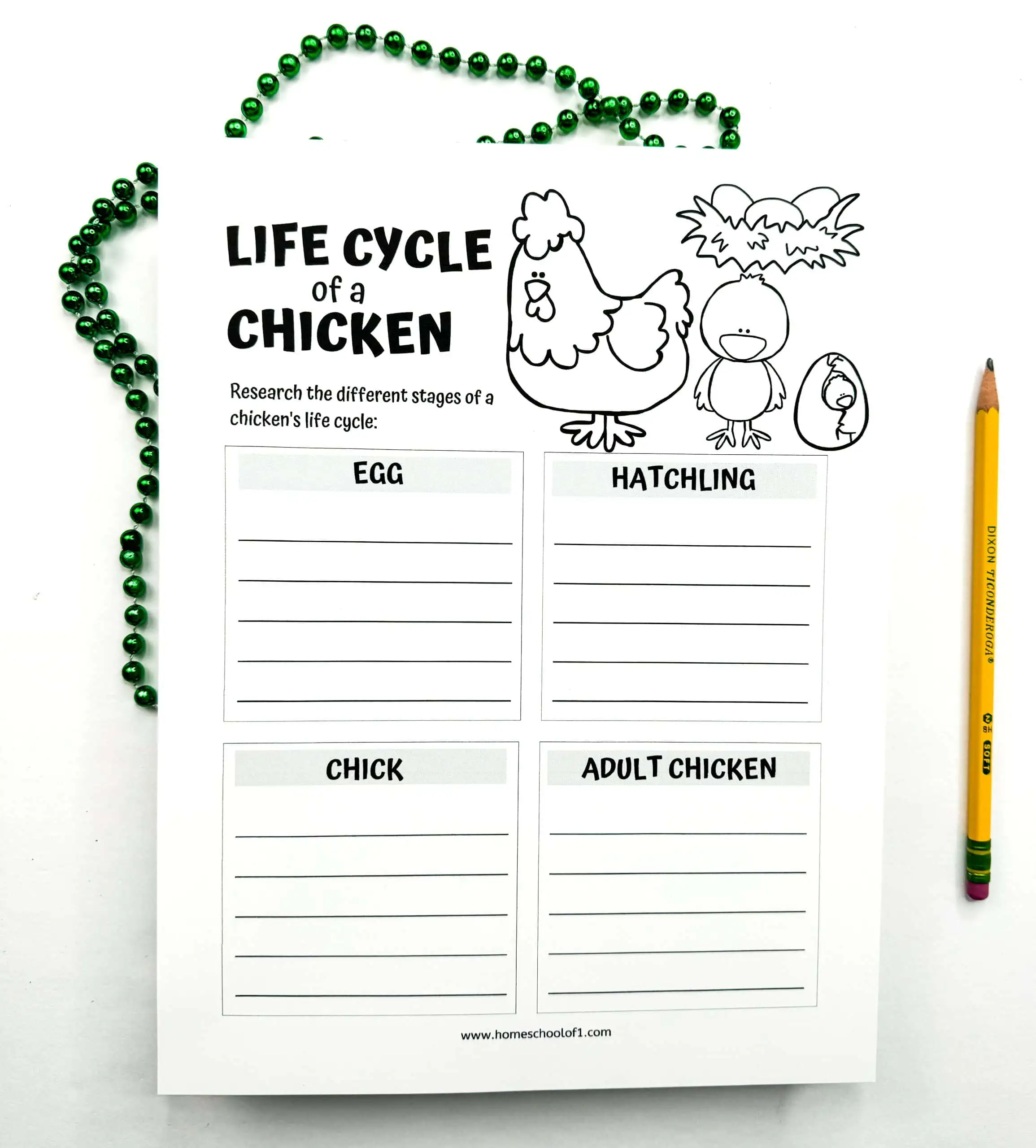 life cycle of a chicken free worksheet