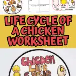 life cycle of a chicken worksheet