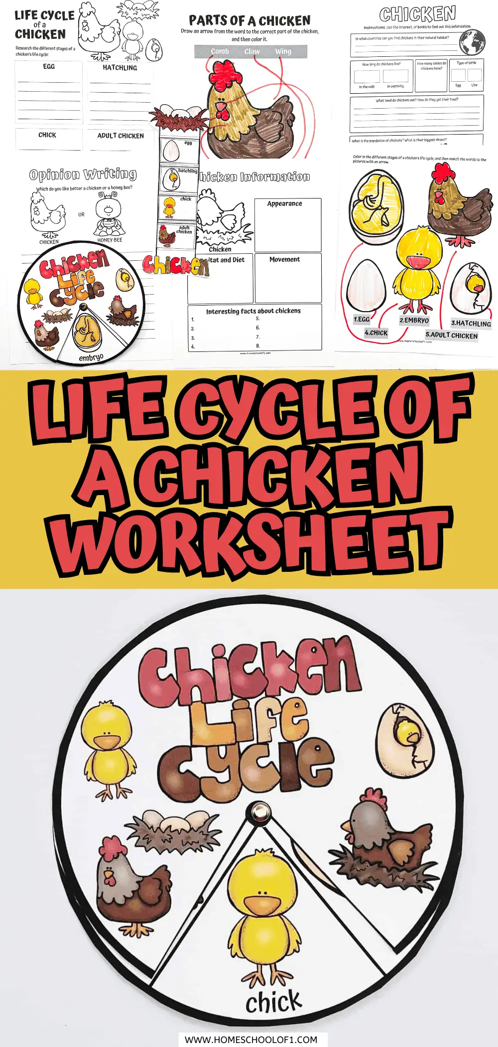 life cycle of a chicken worksheet