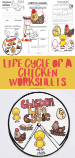 Free Life Cycle of a Chicken Worksheets