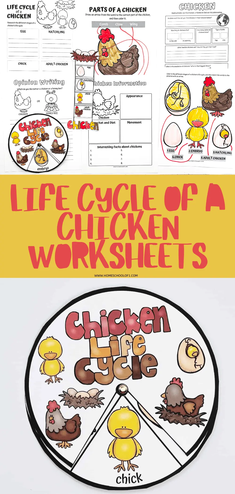 life cycle of a chicken worksheets