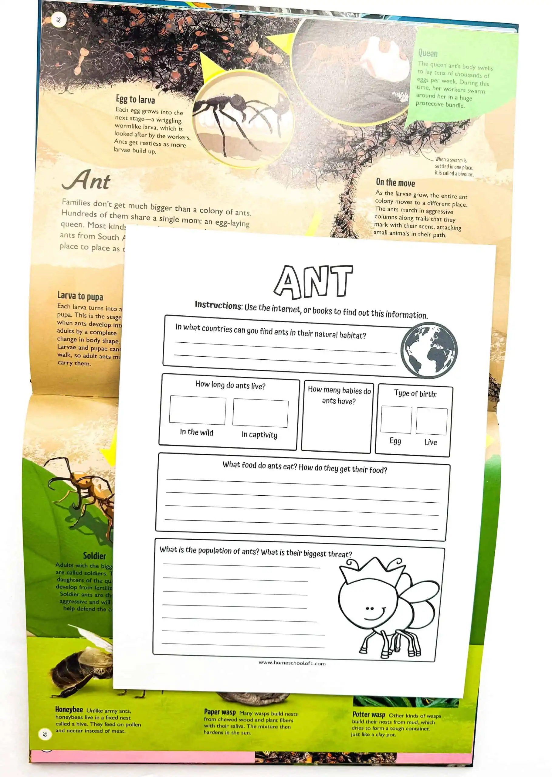 ant fact sheet