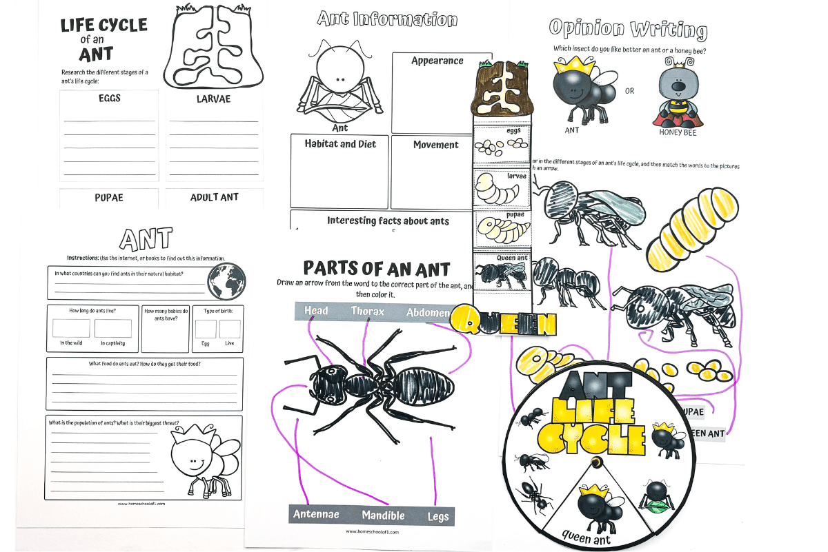 Free Ant Life Cycle Worksheets