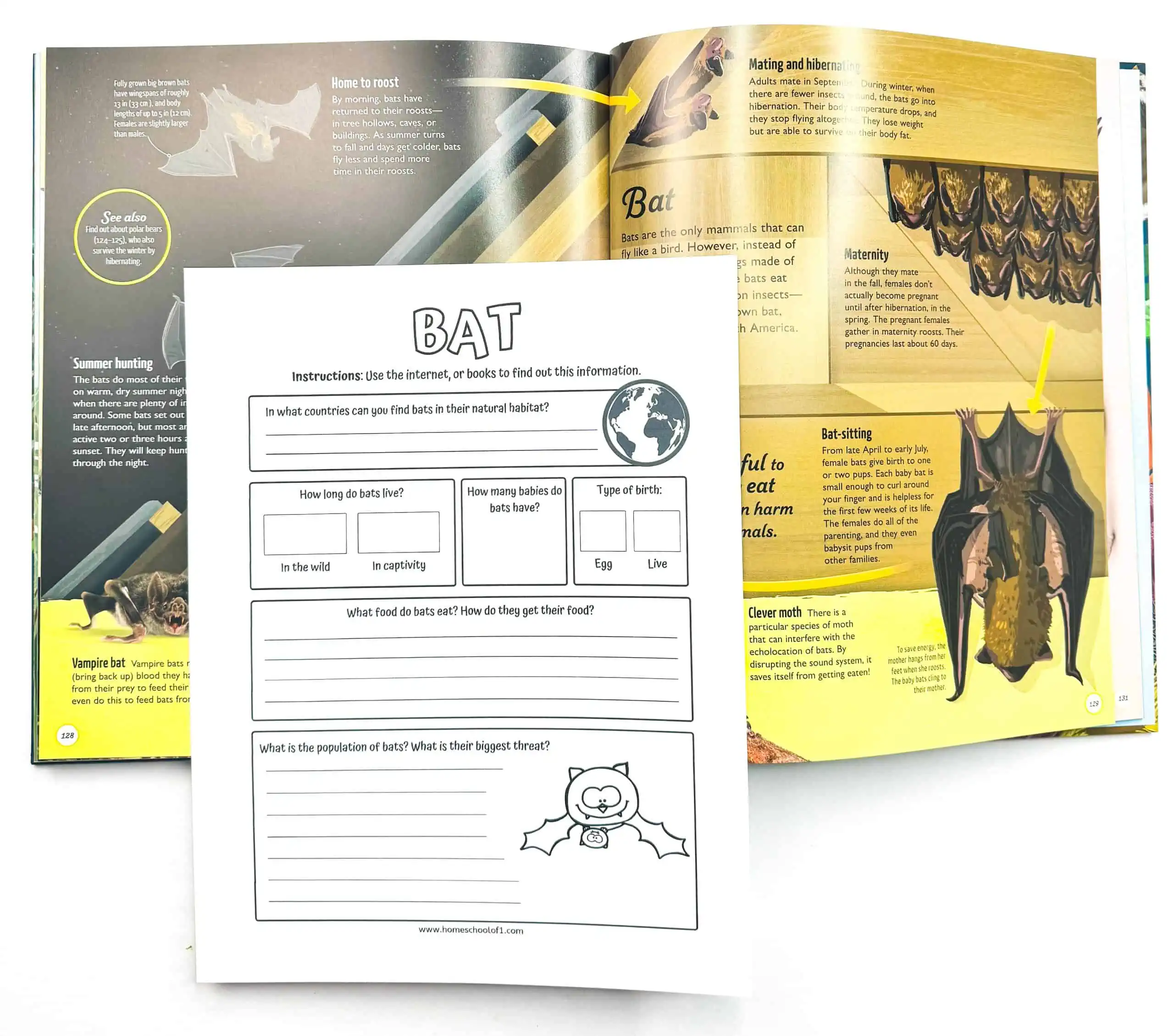 bat fact sheet