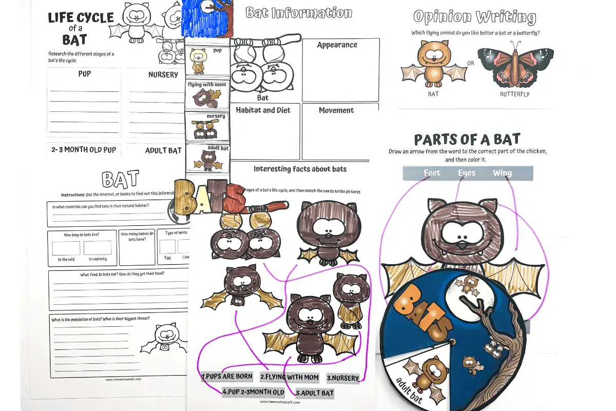 Life Cycle of a Bat Worksheets, showcasing interactive activities such as coloring, labeling bat anatomy, and a section for writing interesting facts about bats.