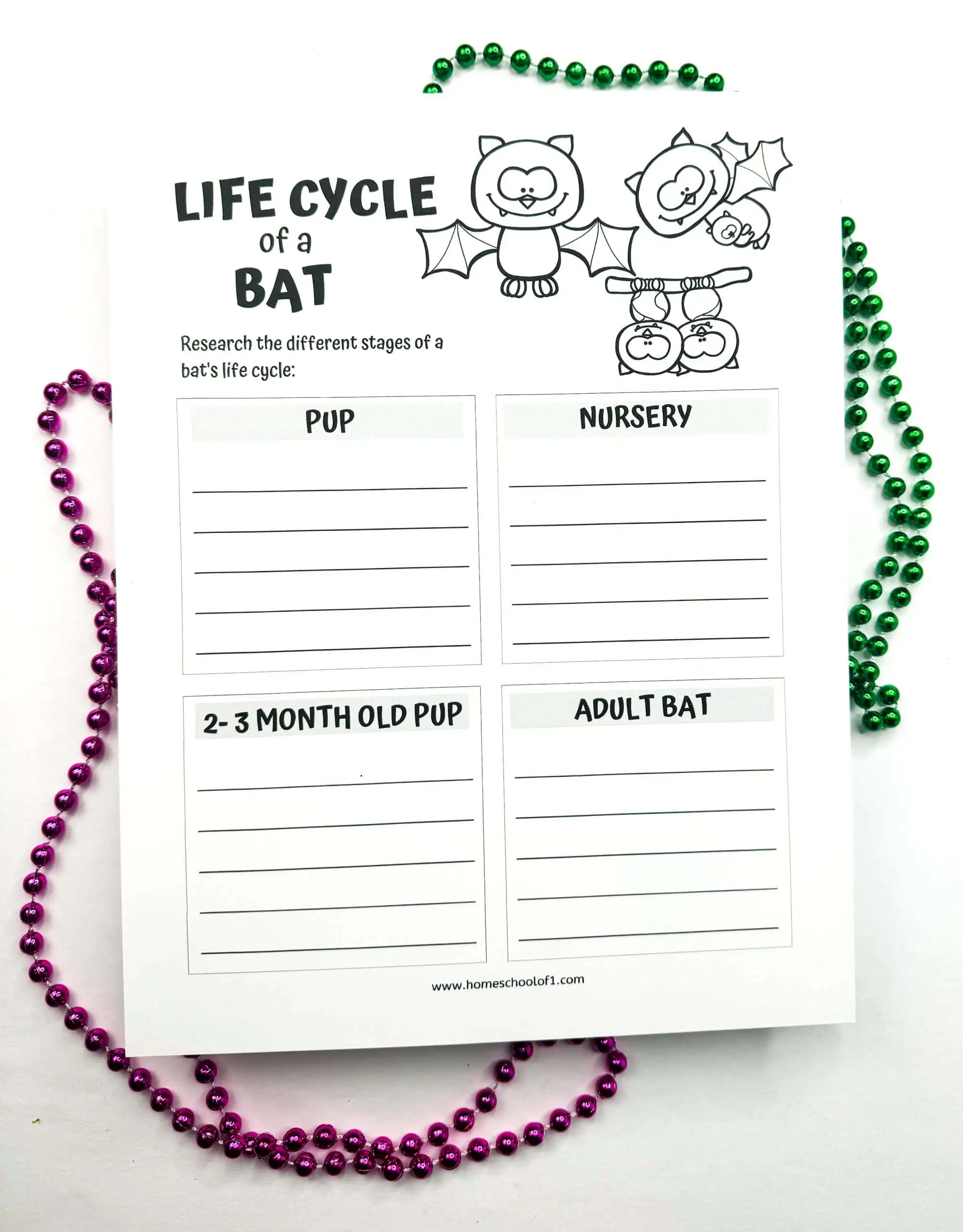 life cycle of a bat printable