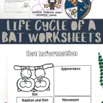 life cycle of a bat worksheets