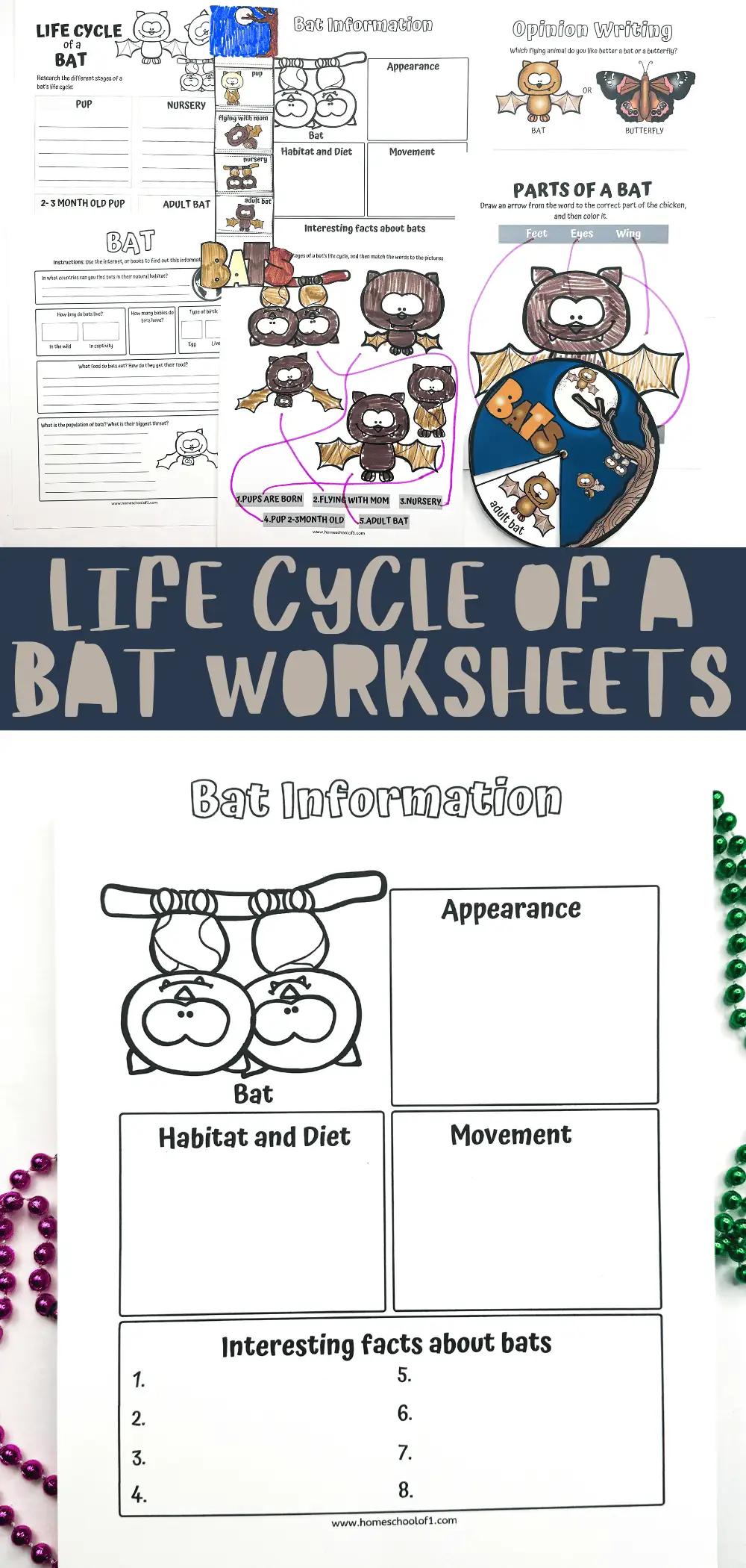 Educational worksheet set for learning the life cycle of a bat, with labeled diagrams and activities for understanding bat development, habitat, and anatomy, ideal for elementary science classes.