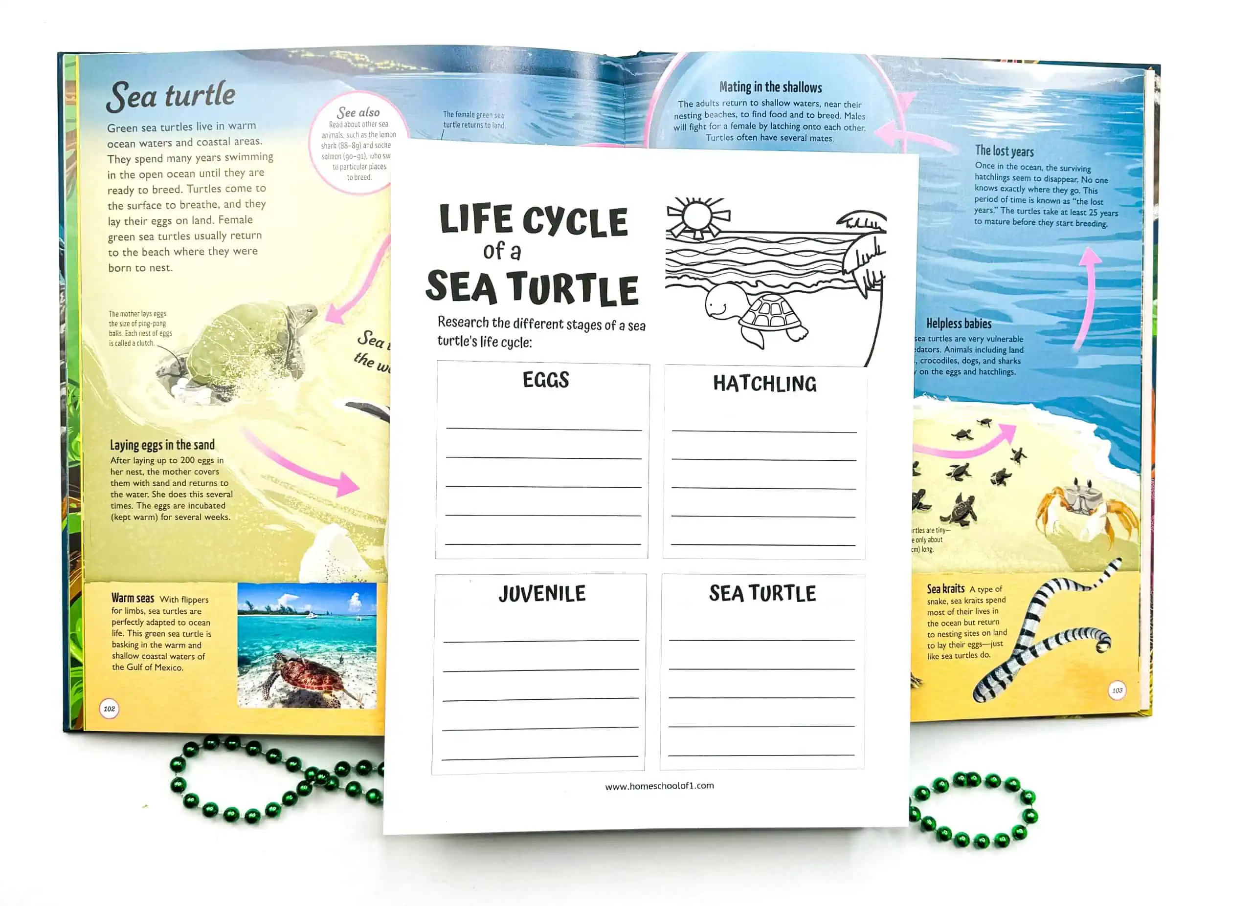 life cycle of a sea turtle worksheet