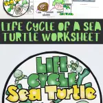 life cycle of a sea turtle worksheets