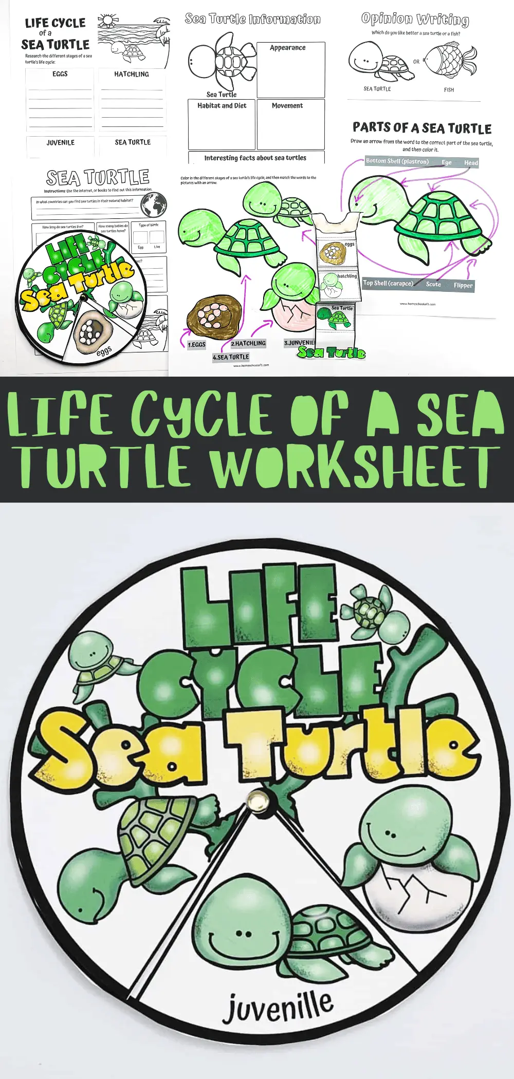 A set of colorful and interactive worksheets focused on the sea turtle's life cycle. It includes a circular life cycle diagram for coloring, prompts for writing facts about sea turtles, and a comparison activity to understand the difference between sea turtles and fish. These resources serve as an engaging tool for children learning about marine life.