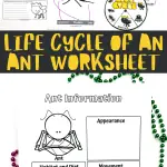 life cycle of an ant worksheets