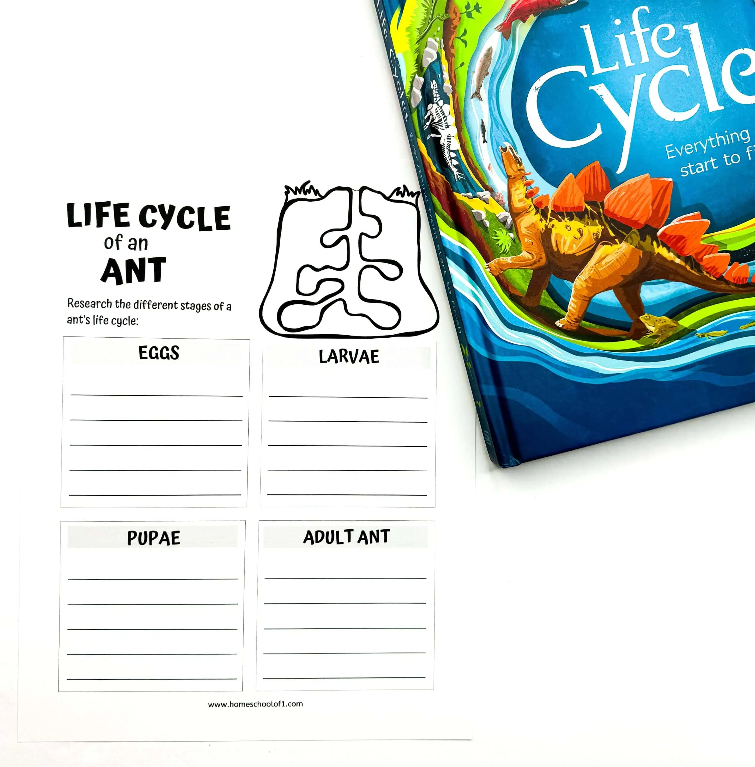 life cycle of ant worksheet