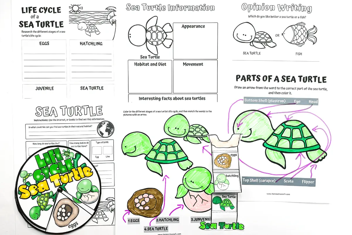 Educational worksheets showcasing the life cycle of a sea turtle with various activities, including a life cycle diagram to color, information sections on sea turtle appearance, habitat, diet, movement, and interesting facts, and a parts of a sea turtle diagram to label and color. Ideal for teaching children about marine biology and the growth stages of sea turtles.