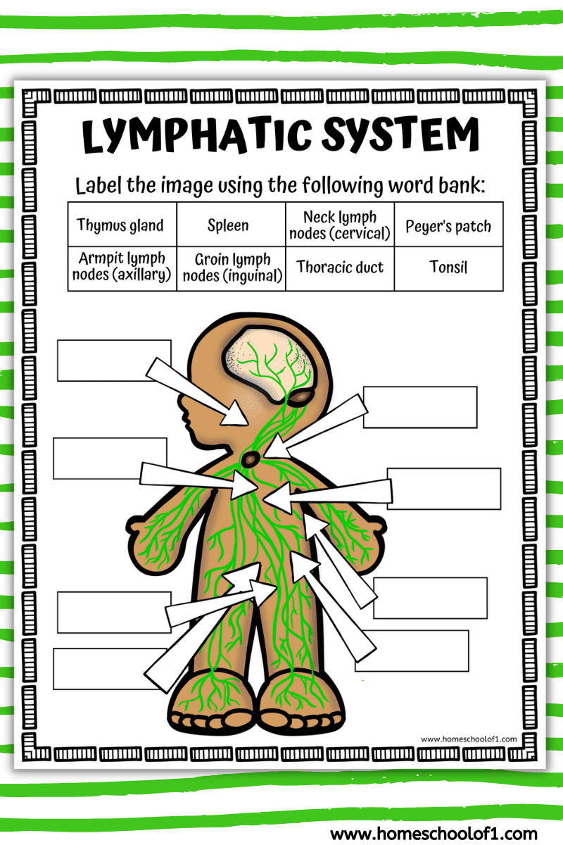 creative writing activity a case for the lymphatic system