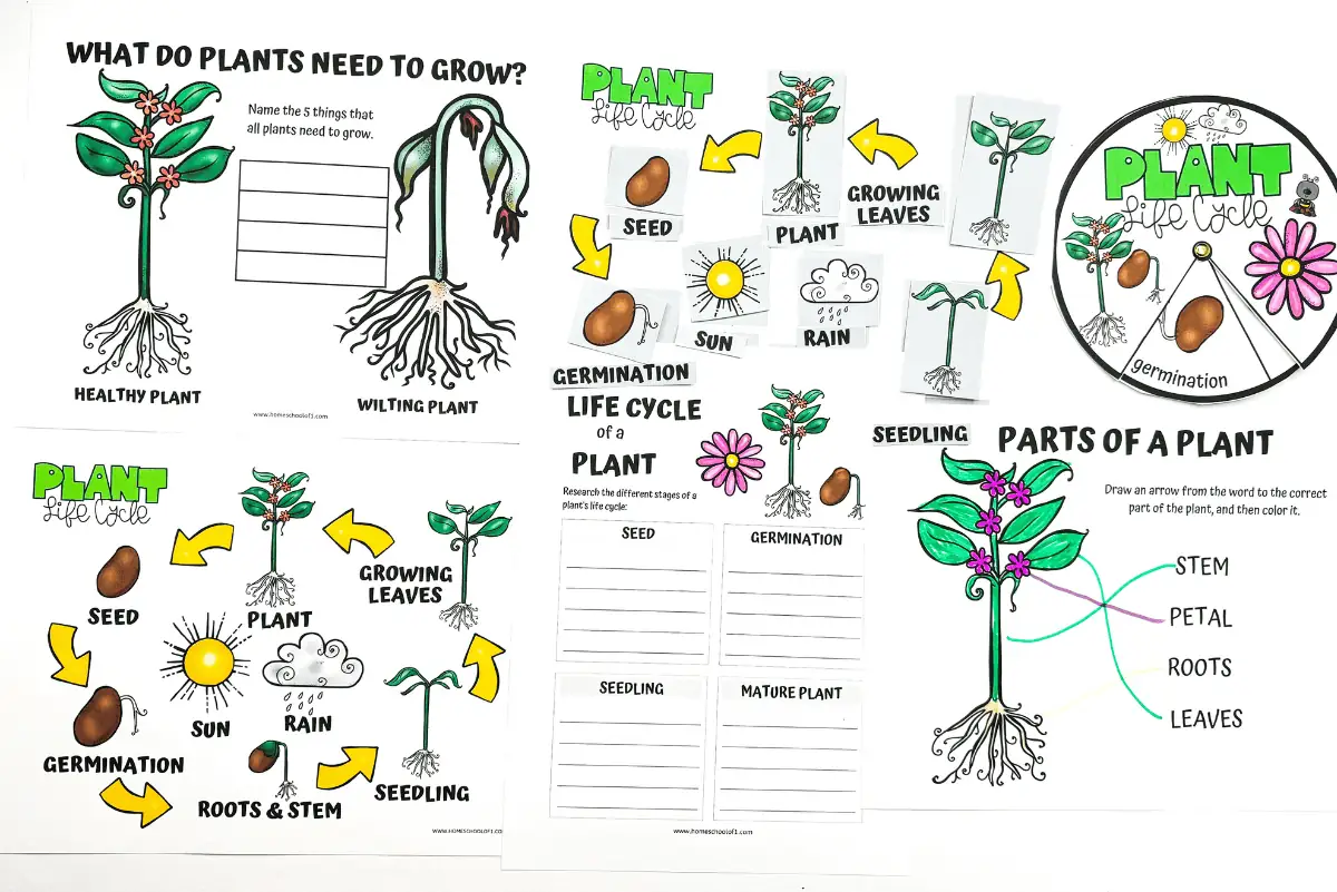 free plant life cycle worksheets