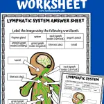 lymphatic system labeling worksheet