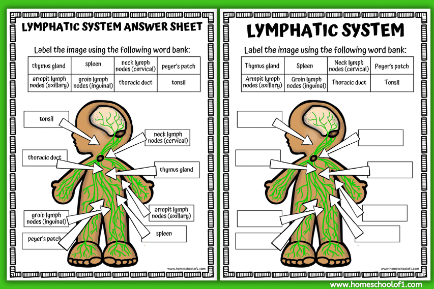 lymphatic system games