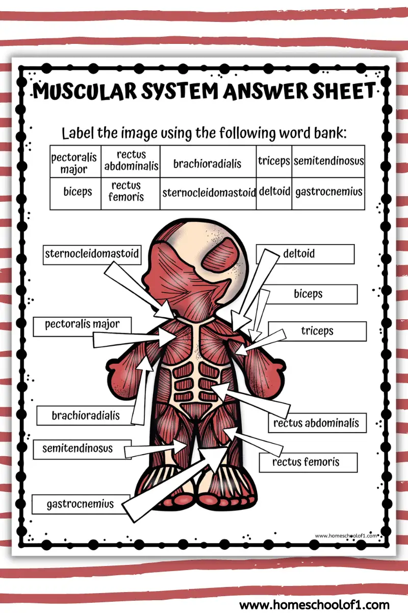 Free Muscular System Labeling Worksheet Homeschool of 1