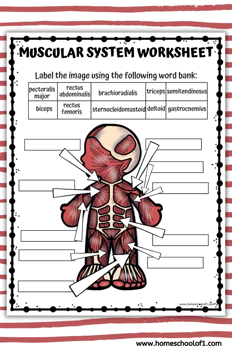 Free Muscular System Labeling Worksheet Homeschool Of 1