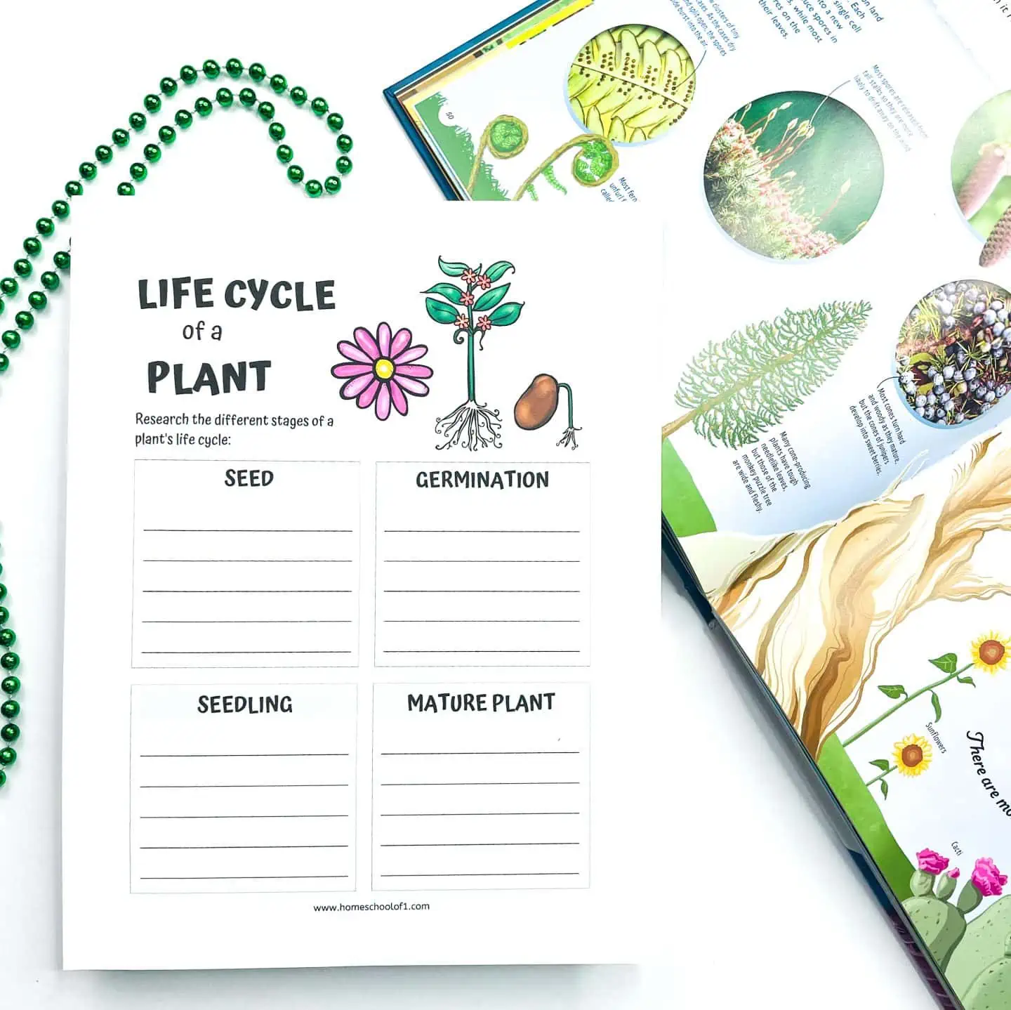 plant life cycle worksheet