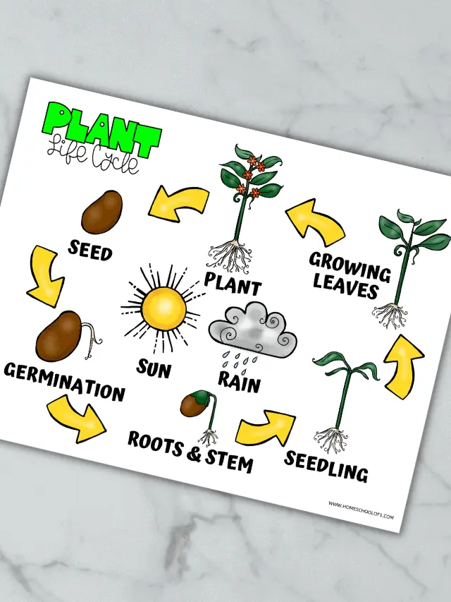 Life cycle of a plant Web Story Poster