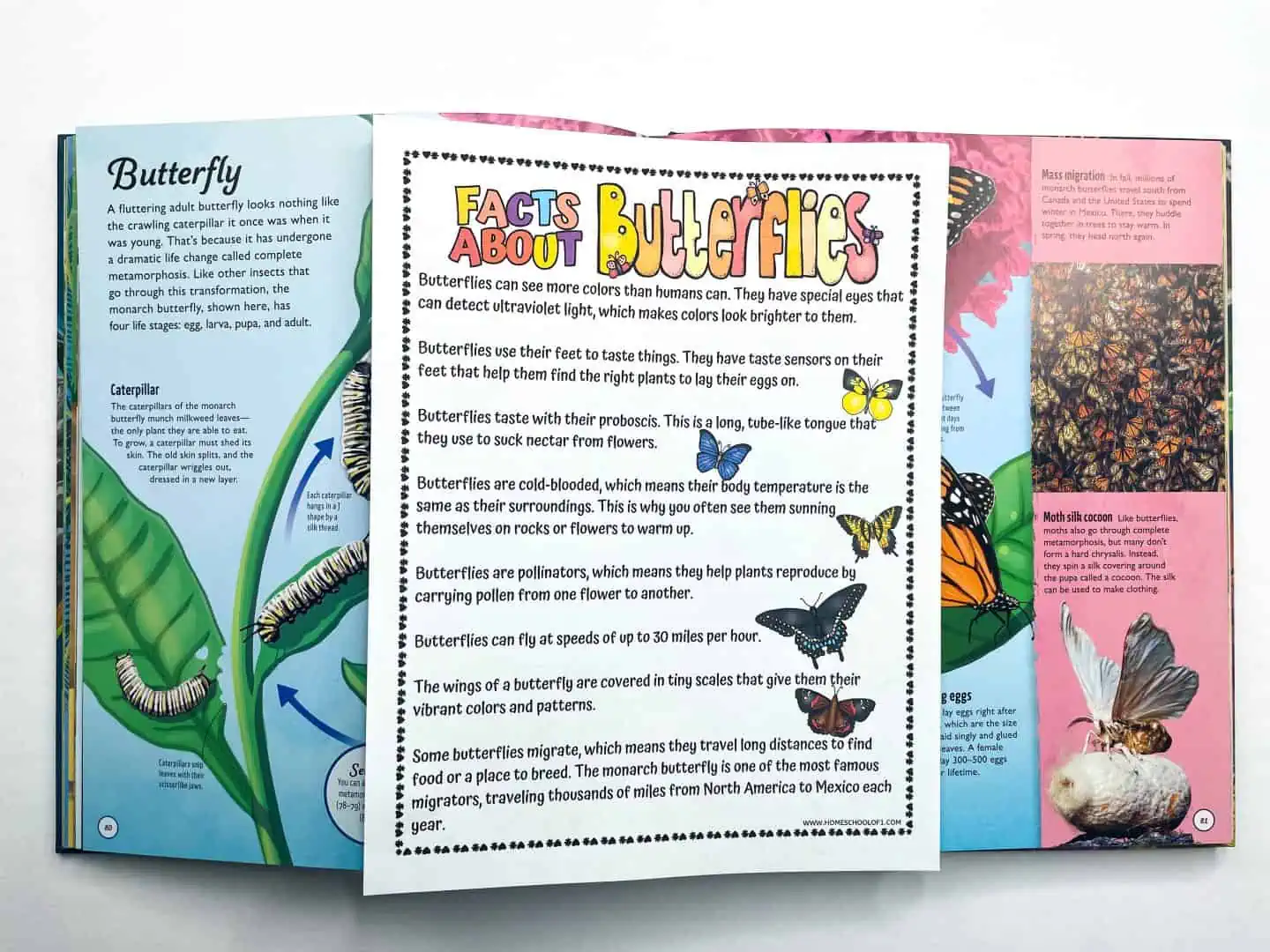 butterfly facts worksheet