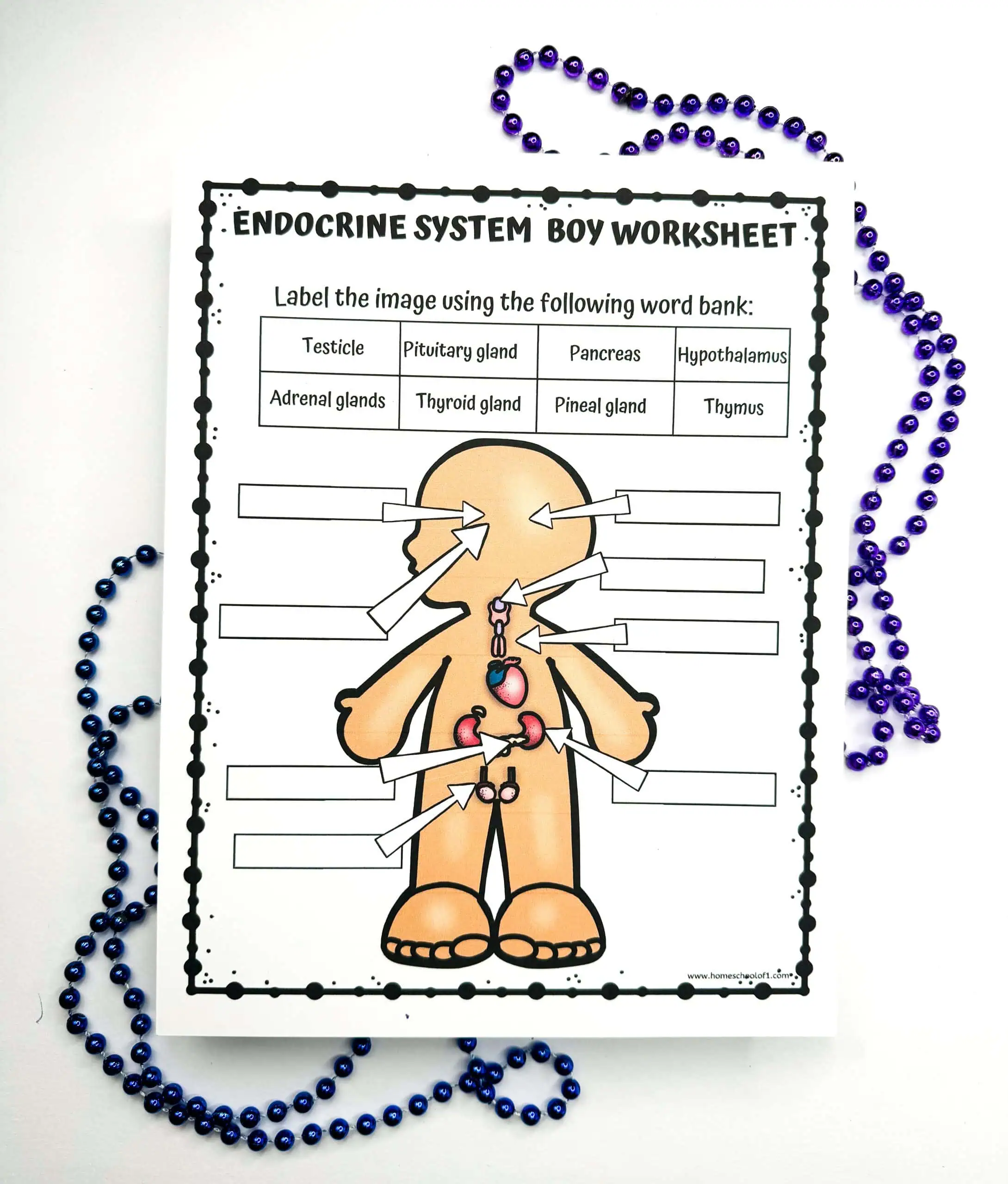 Unfilled 'ENDOCRINE SYSTEM BOY WORKSHEET' providing an educational activity for labeling the endocrine glands, with a word bank including 'Testicle, Pituitary gland, Pancreas,' among others, framed by a border of blue beads.