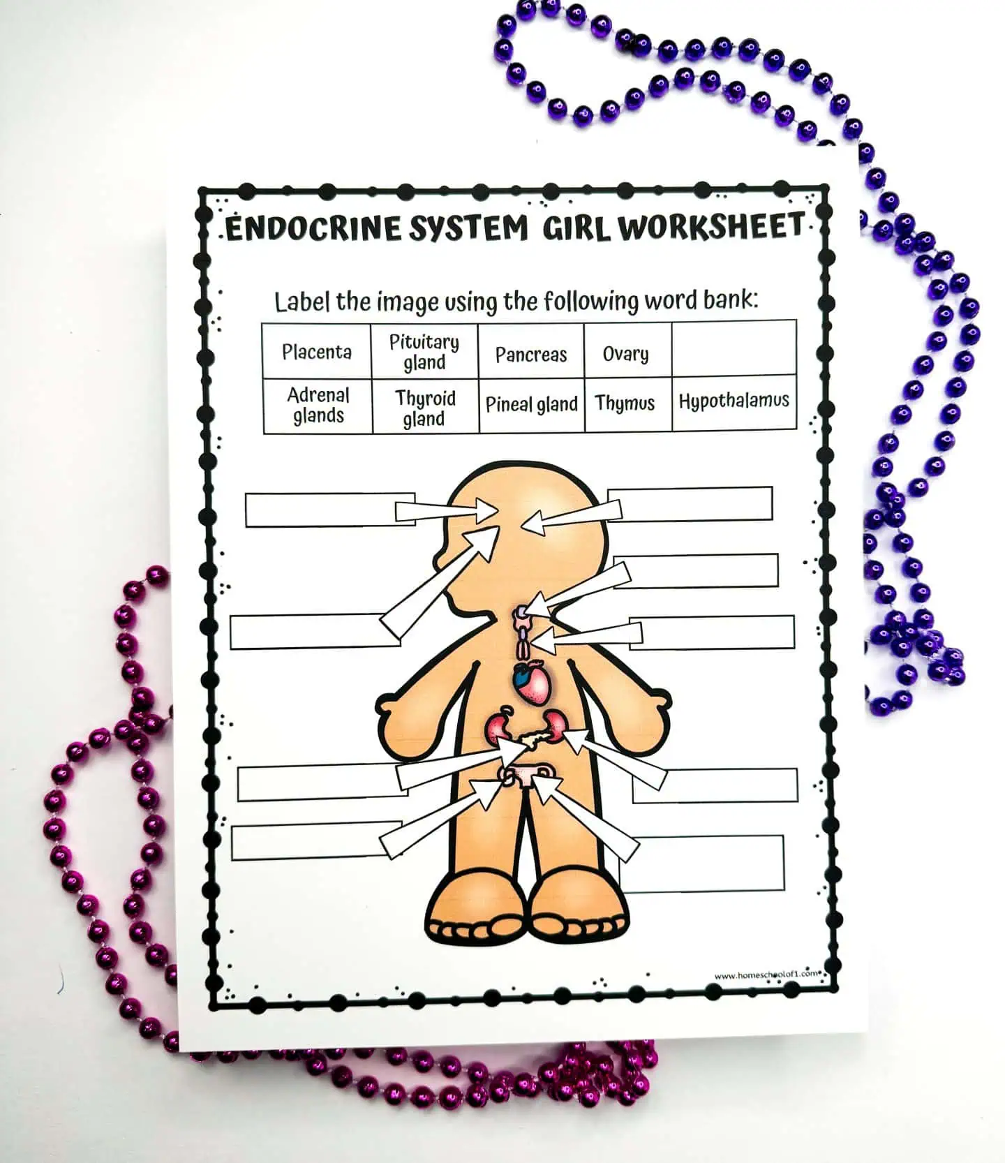 Blank 'ENDOCRINE SYSTEM GIRL WORKSHEET' ready for educational labeling, featuring a word bank with terms like 'Placenta, Pituitary gland, Pancreas, Ovary,' and more, with purple beads as a page border.