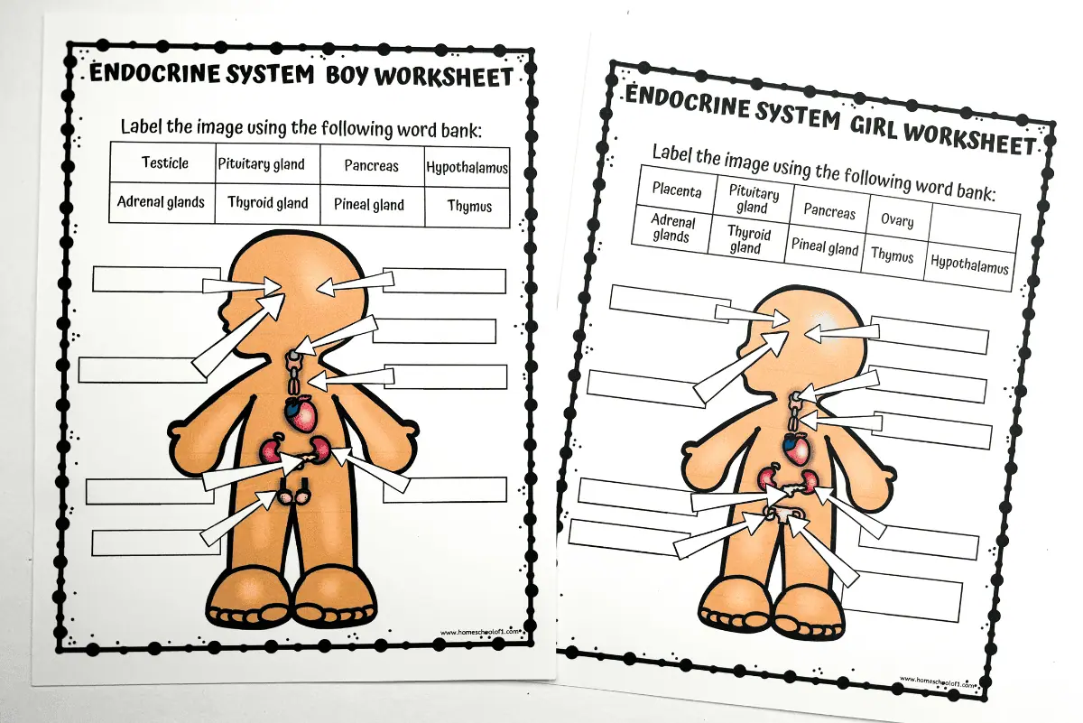 Side-by-side educational worksheets on the endocrine system, labeled 'ENDOCRINE SYSTEM BOY WORKSHEET' on the left and 'ENDOCRINE SYSTEM GIRL WORKSHEET' on the right. Each worksheet features a cartoon human figure with arrows pointing to different glands with spaces to write labels using a word bank, which includes 'Testicle, Pituitary gland, Pancreas' for boys, and 'Placenta, Ovary, Adrenal glands' for girls.