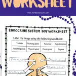 'ENDOCRINE SYSTEM BOY WORKSHEET' with handwritten labels next to each gland in the diagram, such as 'Pituitary gland, Thyroid gland, Pancreas.' The worksheet has blue bead decorations on the border, and the word bank at the top assists in the educational labeling activity.