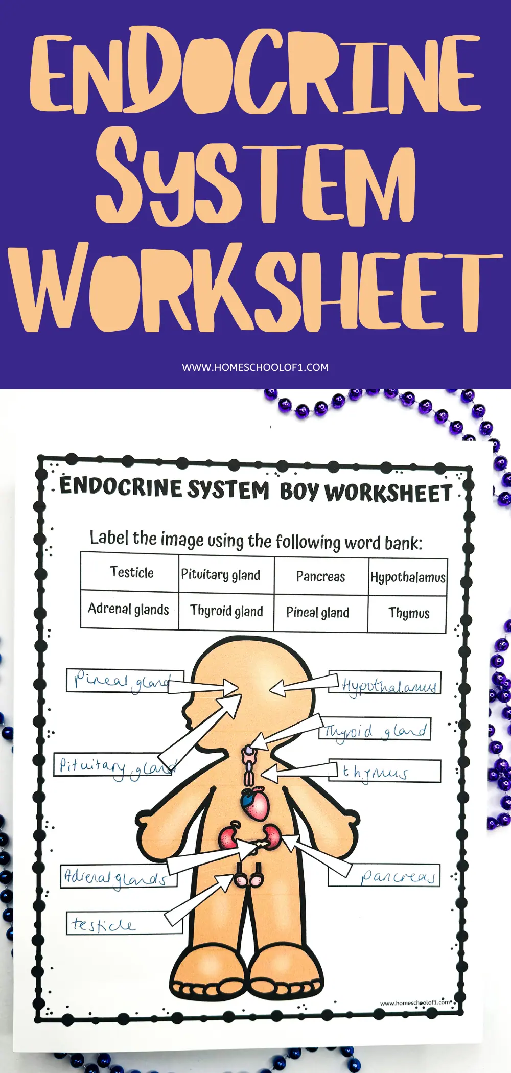 'ENDOCRINE SYSTEM BOY WORKSHEET' with handwritten labels next to each gland in the diagram, such as 'Pituitary gland, Thyroid gland, Pancreas.' The worksheet has blue bead decorations on the border, and the word bank at the top assists in the educational labeling activity.