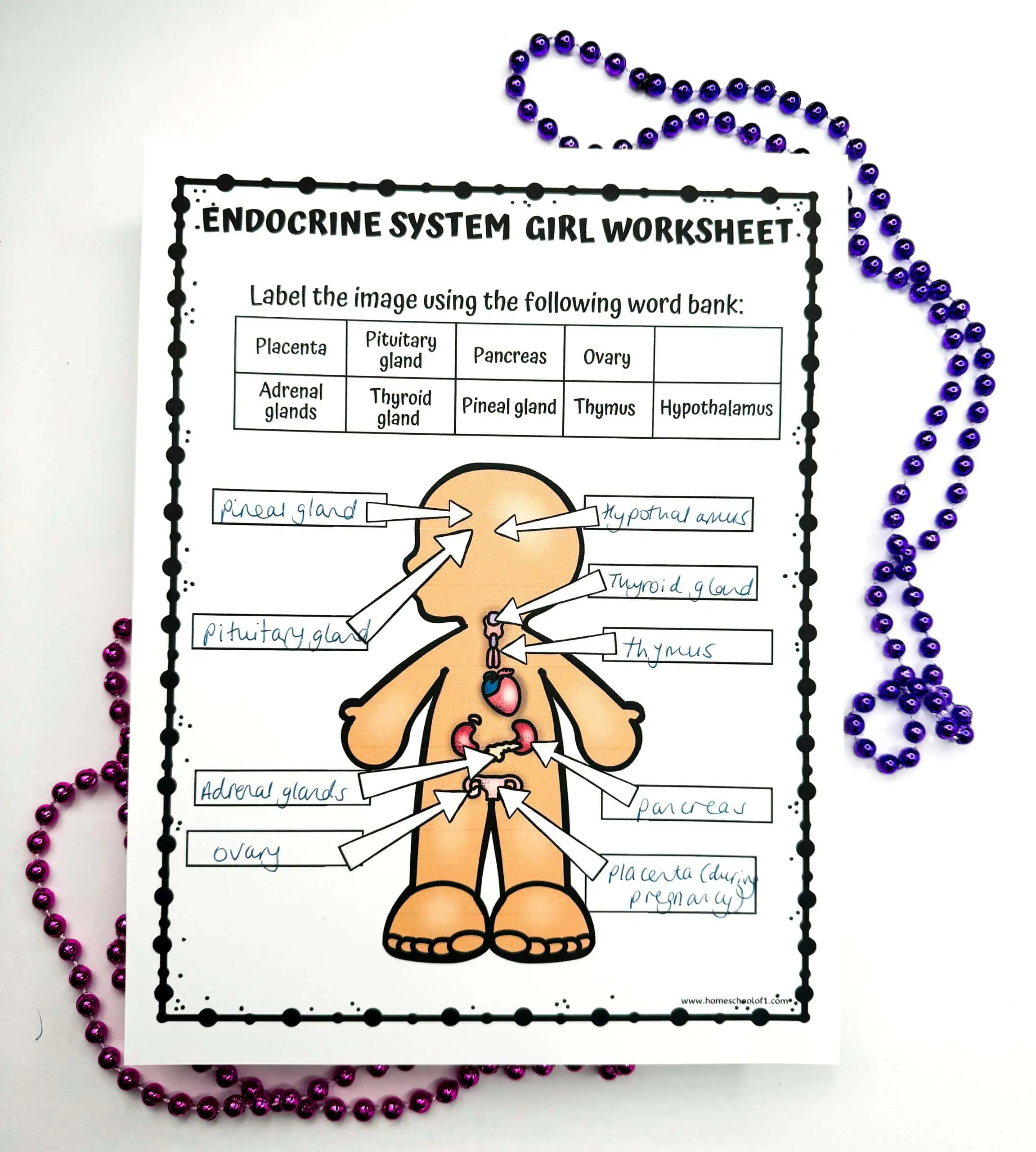 Completed 'ENDOCRINE SYSTEM GIRL WORKSHEET' with handwritten labels for the pituitary gland, pineal gland, thyroid gland, thymus, pancreas, adrenal glands, ovary, and a note indicating 'placenta during pregnancy.' Purple beads decorate the page border