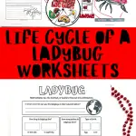 free life cycle of a ladybug worksheets