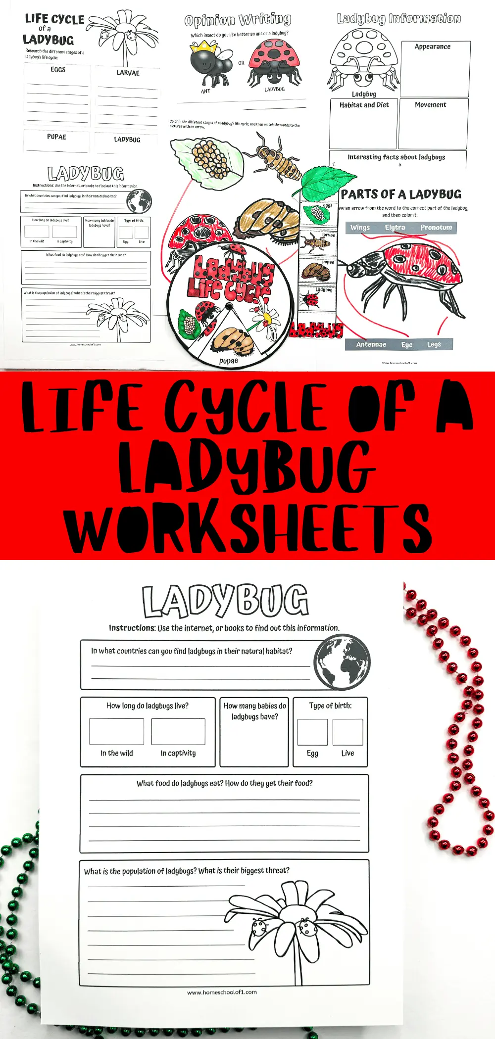 free life cycle of a ladybug worksheets