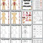 human body organs worksheet