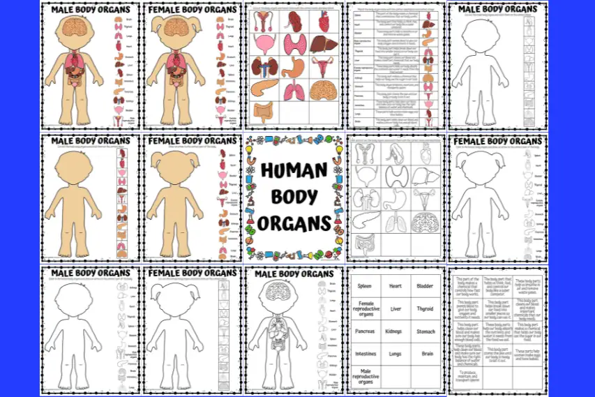 human body organs worksheets